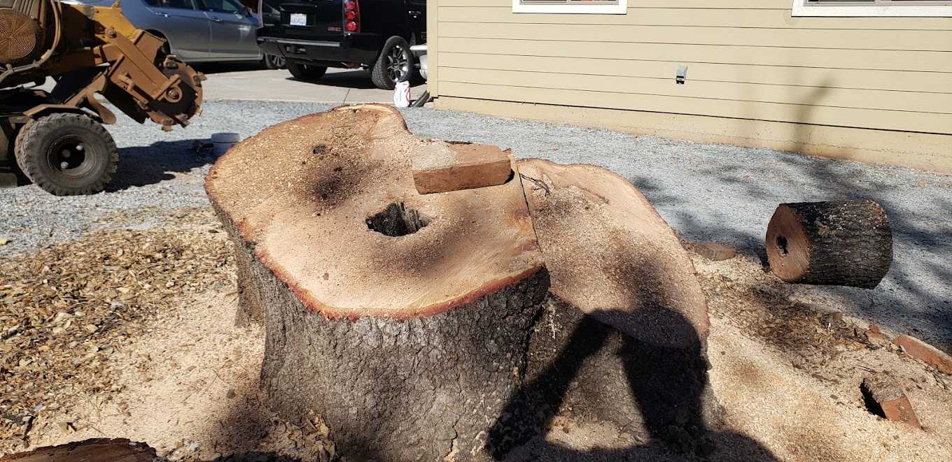 Wide multi-stem stump next to a yellow grinder tire, with a brick on the wood and a house and cars behind it
