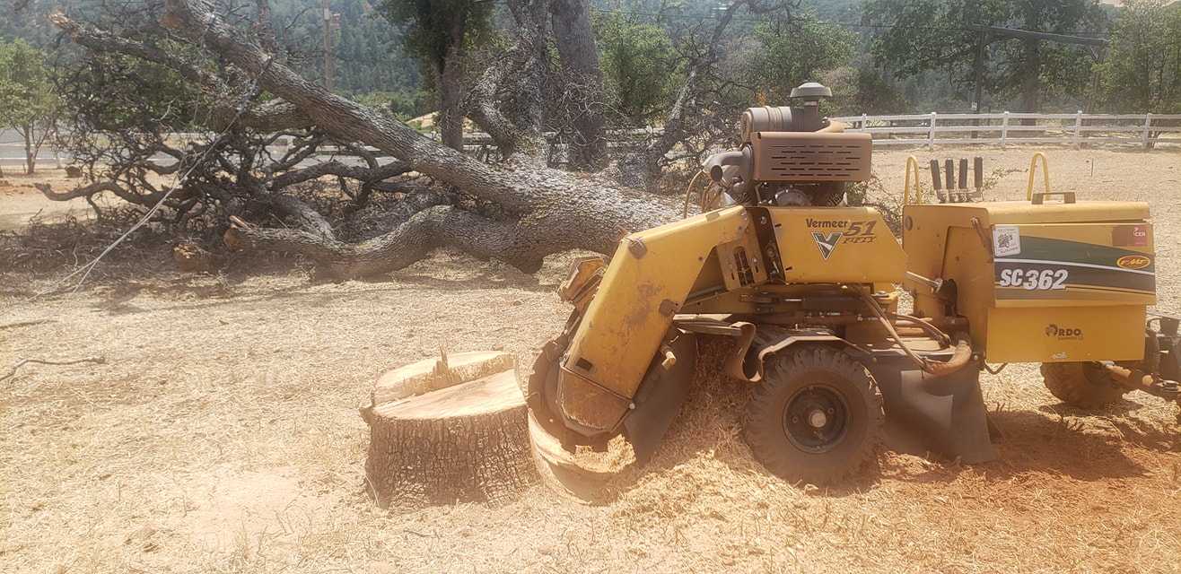 Yellow Vermeer SC362 grinding an oak stump in dry grass beside a fallen oak and a white rail fence